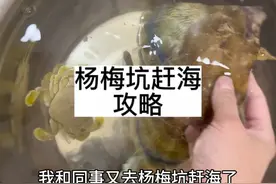 杨梅坑赶海经验分享，前几天凌晨大潮，又菜又爱玩。