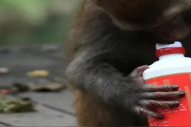 景区猴子爱上喝酒，夺走游客的酒一口闷掉，喝醉后当场耍起酒疯 #猴子 #喝酒  #神奇动物在抖音