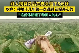 路人摘葵花后在枝头留下5元钱，农户：种地十几年第一次遇到 还挺开心的"这份体贴暖了种田人的心" #总有温暖在身边 #暖心 #社会百态 #520安徽文旅惠民消费季