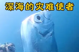 皇带鱼被视为深海的灾难使者，也是日本人最害怕的鱼 #皇带鱼 #海洋生物 #神奇动物在抖音 #动物科普