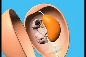 小鸡不是蛋黄变的吗？ #涨知识  #科普  #动画   #内容启发搜索 #生命科学视频封面