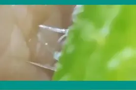 今天带大家认识下真正的荨麻 现在意义上的荨麻疹可以因各种各样的过敏、自身免疫、压力、感染等因素诱发，含义已经远超最开始的意思。但了解过去能刚好地知道这个病。#硬核健康科普行动  #医疗健康创作训练营