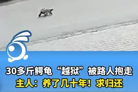 30多斤鳄龟“越狱”被路人抱走，主人：养了几十年！求归还。（来源：@琦啊🍓