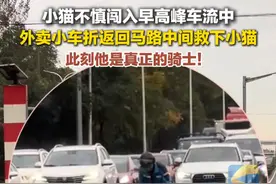12月5日（采访），上海，小猫不慎闯入早高峰车流中，外卖小车折返冲到马路中间救下小猫，路人记录下这一暖心时刻。#小猫 #生命 #爱心视频封面