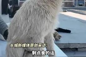 6月6日发布，#“看着大家吃饱了才吃饭”  ，听饲养主胡子大叔讲述，“查理大帝”长毛虽是狗王却从不抢食。#查理国王 #长毛