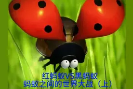 红蚂蚁与黑蚂蚁的世界大战#红蚂蚁与黑蚂蚁大战 #昆虫总动员视频封面