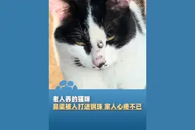 3月11日（采访）安徽宿州，老人养的猫咪鼻梁被人打进钢珠，家人心疼不已，“特别生气，钢珠取下来时鼻子留了一个洞，奶奶一个人在家小猫就是她的陪伴”