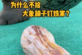 大象的脚底也很容易受伤，那为什么不给大象蹄子钉铁掌呢？ #科普  #解压  #大象  #修蹄子  #大象修脚