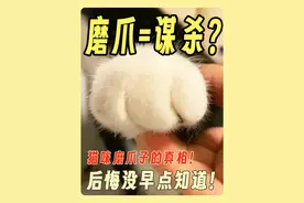 🐱猫咪磨爪=爱你！第1个误解太深 🔪你以为：磨爪要刀你❌  
💖实际是："谢天谢地你还活着！"🙏  
🍗英雄时刻：归来开罐=崇拜值+100%🌟  
🐾迎接方式：蹭腿/叼玩具/翻肚皮三选一
#新手养猫  #养猫经验分享  #猫咪行为学  #猫咪的迷惑行为  #猫咪冷知识 @抖音小助手