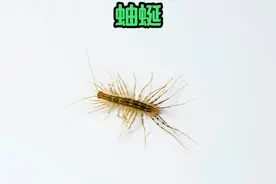 蚰蜒，在农村又被叫做草鞋底 #动物科普 #动物世界 #奇趣自然视频封面