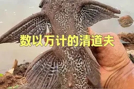 外来入侵物种清道夫，在若干年后会不会变成本土鱼种？ #dou来广东百千万 #清道夫 #星乡村星农人 #乡村英才计划 #外来入侵物种