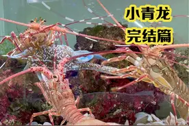 在家饲养龙虾12个月，现在它们怎么样了？ #水族 #龙虾 #小青龙视频封面