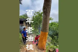 很多朋友问剥了皮后树还能活吗？剥掉桂皮之后会把树砍掉，但来年会从根部再长出新的枝芽#香料 #真实拍摄 #原产地 #农村生活