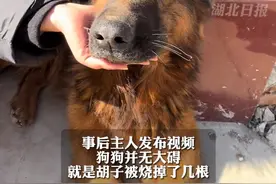 一家人在院子里放烟花，狗狗叼起烟花就跑，狗狗主人发布后续了，狗狗并无大碍，就是胡子少了几根。#狗子的迷惑行为视频封面