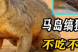 马岛缟狸要后代不要命，不吃不喝交配8小时，雌性不满意掉头就走 #马岛缟狸 #繁殖 #动物繁殖视频封面