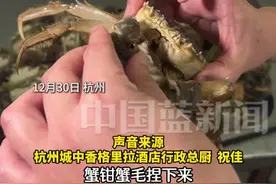 主厨教你如何怎么挑选大闸蟹， 蟹毛捏水干净，蟹脚够硬，蟹鳍饱满，“大小只是个人喜好，不是挑选标准”