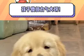 孩子虽然傻但孩子力气大啊！ #小金毛 #萌宠 #搞笑视频封面