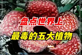 植物能有多可怕？把人痛到自杀，盘点世界上最毒的五大植物！ （2）#植物科普  #有毒植物  #涨知识