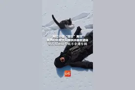 网红小猫“悟空”离世  有热心人给主人提供冰箱放遗体 警方称系钻车底不幸遭车祸视频封面