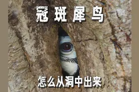 冠斑犀鸟怎么从树洞里出来视频封面