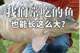 你见过最大的鱼有多大？ #大鱼 #内容启发搜索 #抖音知识年终大赏