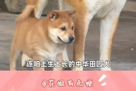 一刀切，切掉的是多少家庭不会说话的家人？ #狗狗 #烈性犬 #禁养 #内容启发搜索