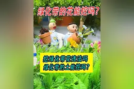 挖了绿化带的花会怎么样？挖绿化带花违法吗？视频封面