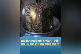 4月13日（报道）在四川西昌“全球最大蟑螂基地”，220亿只“小强”住星空房吃营养餐，很多人用过它制成的药治疗口腔溃疡、烫伤烧伤等。专家：蟑螂全身都是宝，护肤品、花生酱里都有它