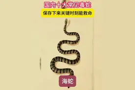 中国常见十大毒蛇，你认识吗？每年5月至8月是蛇类活动的高峰期。公园绿道、小区草坪，甚至居民楼下，蛇类出没时有发生。当意外真的降临，我们该如何应对？保存这条视频，关键时刻能救命！#蛇  #十大毒蛇排行  #毒蛇  #被蛇咬后正确处理方法 #收藏
