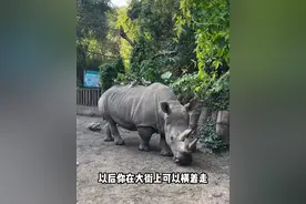 盘点五种地表战斗最强单体生物 #河马 #犀牛 #长颈鹿 #大象 #棕熊