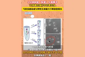 #5分钟就能“斩首”人类精子 ，这种藏在猫砂中的寄生虫可能已感染全球一半人口