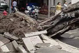 19时30分，负责该树木养护的佛山市禅城区祖庙街道回应，扶正种植工作已经完成，正安装护树架对树木进行支撑，确保安全。（来源：南方都市报）视频封面