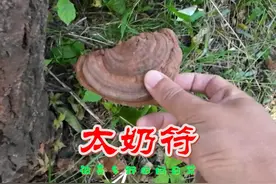 我算是服了，野外鱼缸一天两次丢，这玩意叫太奶召唤器？ #三农