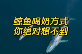 鲸鱼喝奶方式，你可能真不知道 #涨知识 #冷知识 #蓝鲸视频封面