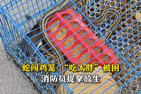 8月1日，山东烟台，一条蛇咬食家禽，“吃太胖”被困鸡笼。消防员出手捉拿后放生。