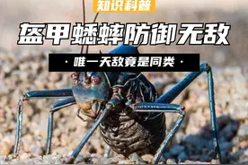 身披“尖刺盔甲”的蟋蟀！防御无敌以鸟为食，唯一天敌竟是同类？ （3）#科普 #涨知识 #神奇动物在抖音 #野生动物视频封面