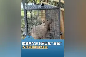 6月3日，喜大普奔！出逃两个月的“豆包”，今日凌晨被抓住啦，在外不但没瘦，还胖了1斤多视频封面