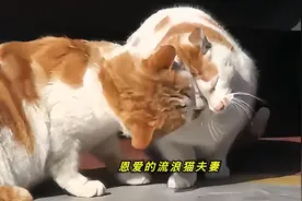 残疾的猫咪丈夫默默守护着妻子5年，5后年换来的是妻子扶持着丈夫视频封面