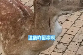 8月30日，江苏无锡，动物园一小鹿鹿茸被割不断流血，动物园回应：常规操作今后会加强相关管理
