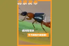 遇到隐翅虫，千万别拍打或揉搓！正确处理方式怎么做？一起来听听医生怎么说。（人民日报）