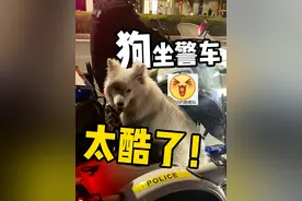 走丢了找警察！狗狗：坐警车太拉风了！ #云南警事 @昭通警方视频封面