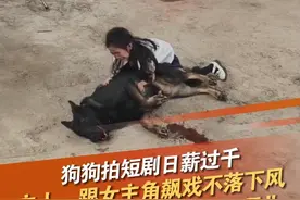 4月28日，江西鹰潭。一只狗狗演戏做“男一号”拍短剧，和女主角互飙演技。据狗狗主人祝先生称：这是只雄性东德牧羊犬三岁，社会化训练比较好，被导演一眼选中做“男一号”日薪过千。它体格雄壮感情细腻。拍摄中，它与女主角配合默契，眼神、动作精准到位，戏份基本一次过，甚至能通过嘴部动作呈现"说话"效果，演悲情戏时轻微颤抖，增加悲情色彩。#演员的诞生 #演员的自我修养 #短剧 #狗狗 @抖音短视频 @DOU+小助手