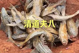 地笼两日未收，入侵物种F3大爆网，由“狂欢场”变成“停尸房” #dou来广东百千万 #清道夫 #星乡村星农人 #乡村英才计划 #外来入侵物种