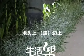 “大师”抓蟋蟀“终极教程”！8月25日，泰安宁阳，记者跟随资深“蟋蟀捕手”张先生抓蟋蟀，被传授“终极教程”，“捡大的逮就是了”！据了解，当地不少村民靠抓蟋蟀，轻松月入过万。#山东dou知道视频封面