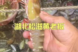 代湖北松滋黄老板出海捕鱼，预祝鱼运爆棚 渔获多多 #寻山探海征集令 #dou来广东百千万 #出海捕鱼视频封面