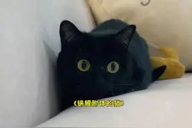 一只拥有锦鲤体质的小猫，不仅能带来好运，还能给铲屎官招财！视频封面