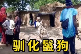 鬣狗是不能被驯化的！ #驯化鬣狗 #科普 #涨知识