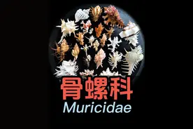 Conidae芋螺科36种，你最喜欢哪一种？认识世界贝壳300种#科普 #海洋生物  #贝壳  #收藏  #贝壳先生  @抖音青少年