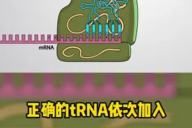 动画展示基因表达，蛋白质的合成过程#高中生物学 #动画 #高一生物必修二 #基因 #mrna #蛋白质 