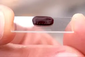 蟑螂的产卵方式 #神奇动物在抖音 #蟑螂 #科普